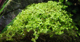 025 Micranthemum tweediei 'Monte Carlo'